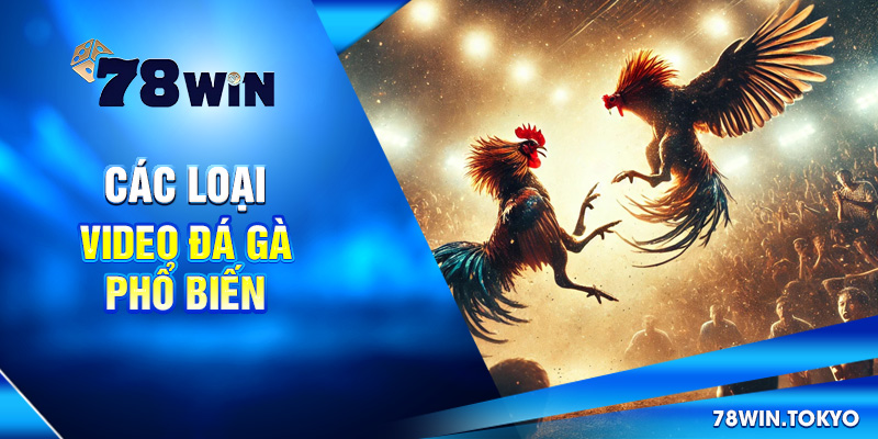 Các loại video đá gà phổ biến