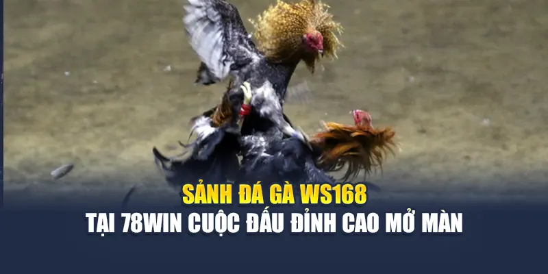 Sảnh Đá Gà WS168 Tại 78WIN – Cuộc Đấu Đỉnh Cao Mở Màn 4 Sảnh Đá Gà WS168 Tại 78WIN Cuộc Đấu Đỉnh Cao Mở Màn