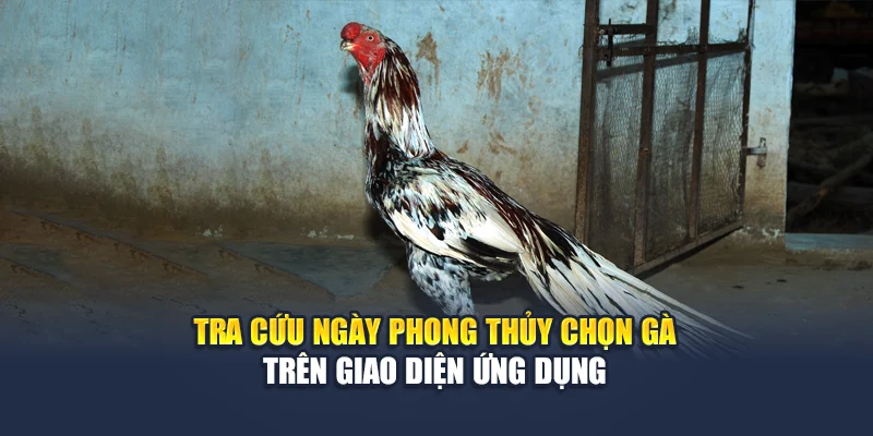 Bí Quyết Chọn Gà Theo Ngày Chuẩn Phong Thủy Tại 78WIN 5 Tra cứu ngày phong thủy chọn gà trên giao diện ứng dụng
