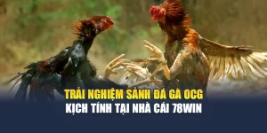 Trải Nghiệm Sảnh Đá Gà OCG Kịch Tính Tại Nhà Cái 78WIN