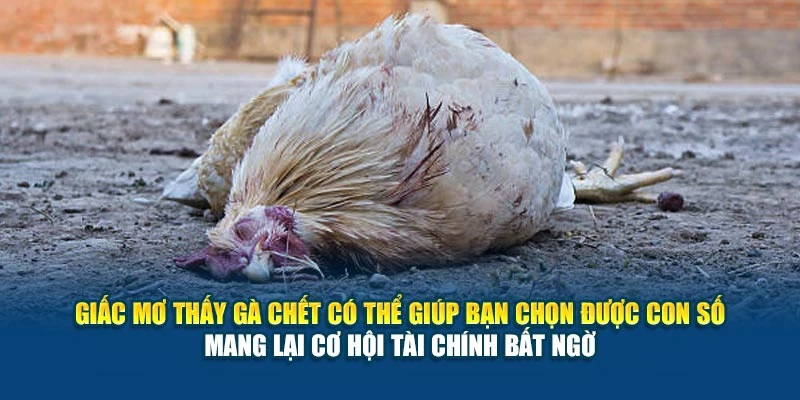 Giấc mơ thấy gà chết có thể giúp bạn chọn được con số mang lại cơ hội tài chính bất ngờ