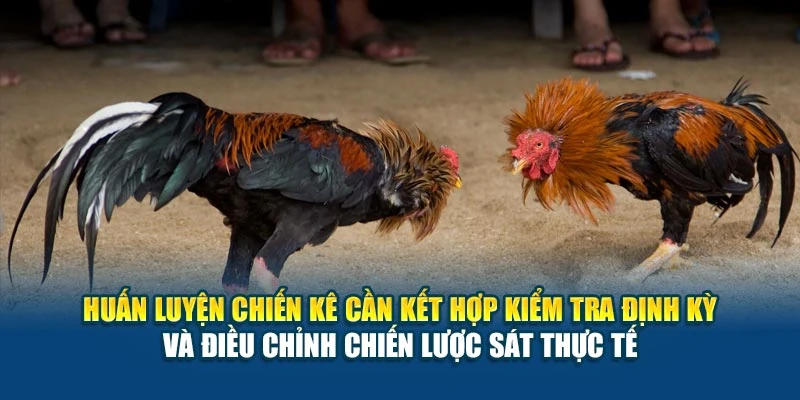 Kỹ Thuật Đá Gà Chọi - Huấn Luyện Đúng Bài Bản Nhất 7 Huấn luyện chiến kê cần kết hợp kiểm tra định kỳ và điều chỉnh chiến lược sát thực tế