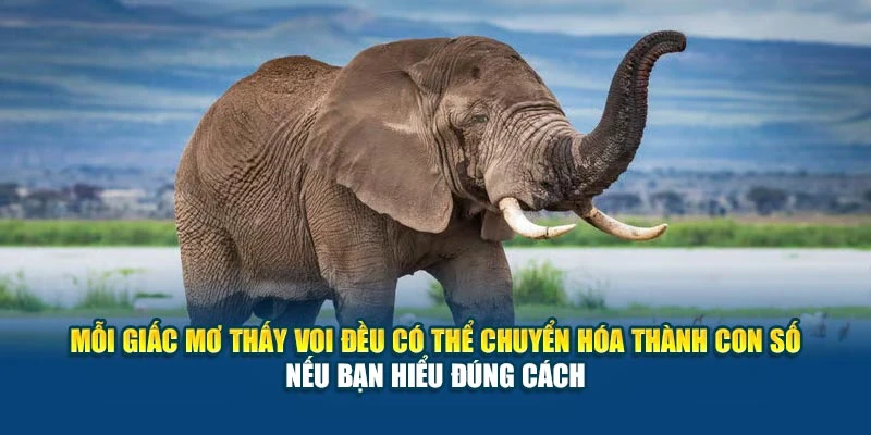 Mỗi giấc mơ thấy voi đều có thể chuyển hóa thành con số nếu bạn hiểu đúng cách